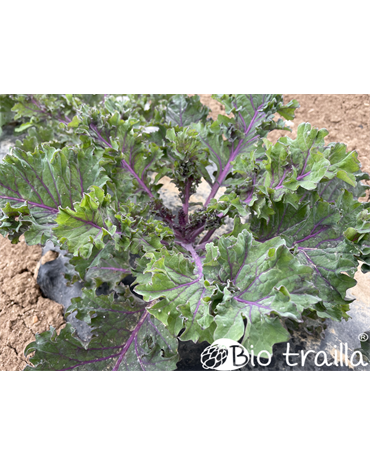 Kale Red Russian ECO